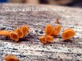 Guepiniopsis buccina-amf849-2